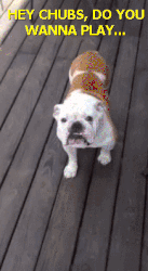 dog pinball.gif